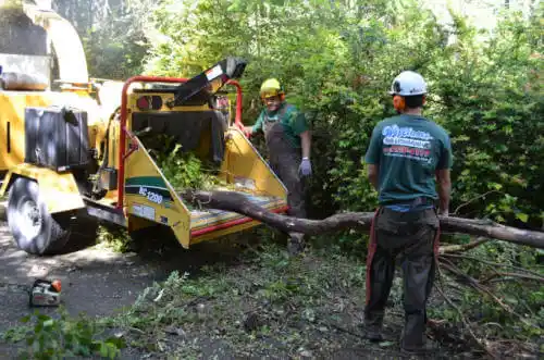 tree services Wildwood